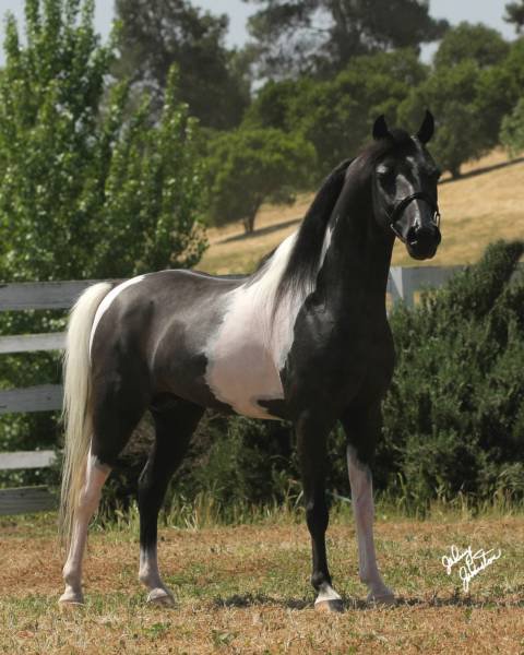 ARABAY RANCH - Home of American Miniature Horses and American Shetland Pony